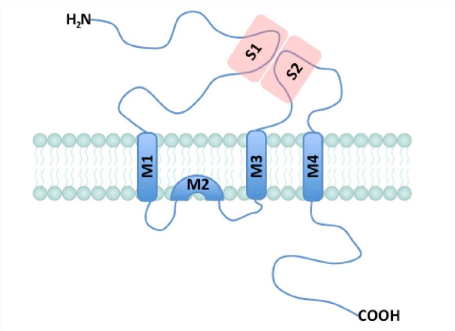GRIN2D Membrane Protein Introduction