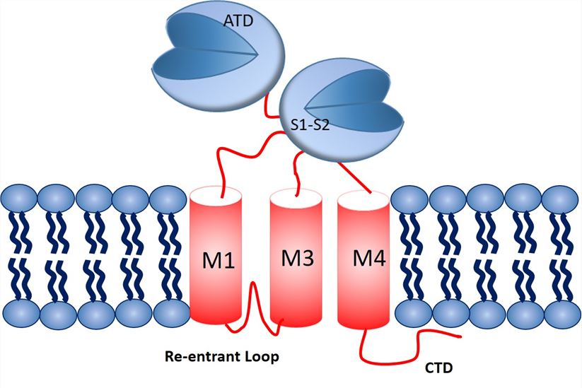 GRIN3B Membrane Protein Introduction