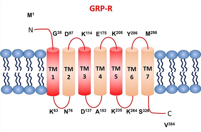 GRPR Membrane Protein Introduction