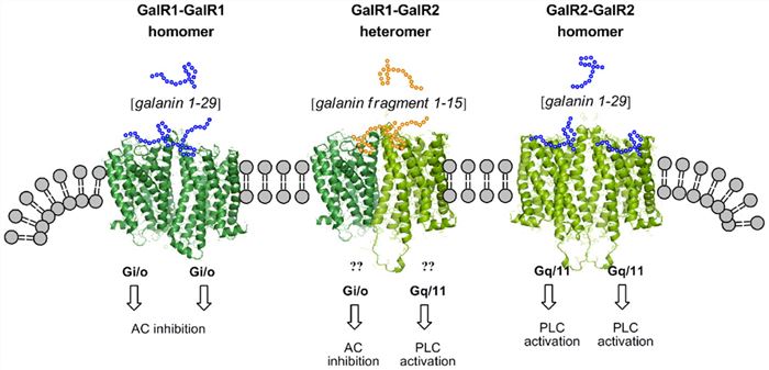 The unknown signaling of the postulated galanin fragment preferring receptor (GalR1–GalR2 heteromer) is compared with the signaling of the GalR1 and GalR2 homomers.