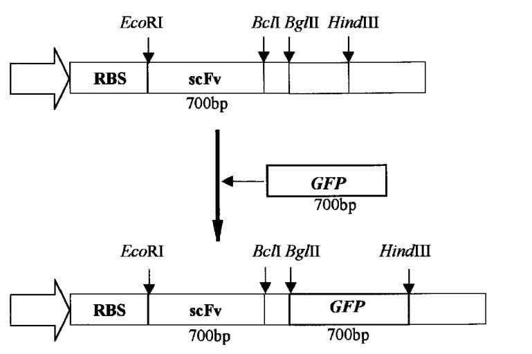 Figure. 1 Genetic fusion of the GFP-Fluobody. (Kim et al. 2002)