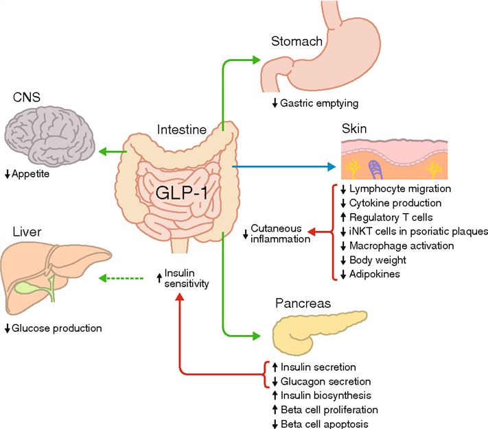  The classical (green arrows) and emerging (blue arrow) metabolic actions of GLP-1.