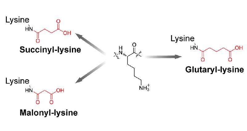 Glutarylation is the addition of five-carbon dicarboxylates to lysine residues with structurally similar to malonylation and succinylation.