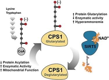 Glutarylation of CPS1 is regulated by deacetylase SIRT5. Increasing glutarylation of CPS1 suppresses its enzymatic activity and causes hyperammonemia.