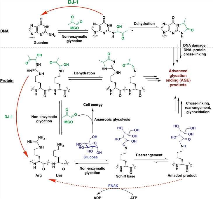 Protein and DNA glycation and deglycation cycle.