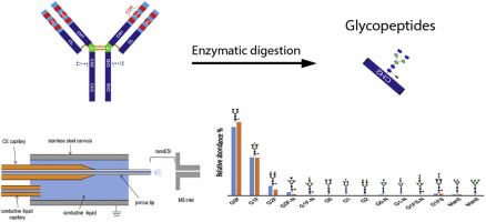 Graphical abstract of monoclonal antibody N-glycosylation profiling.
