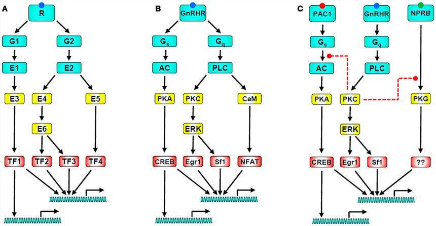GnRH receptor signaling networks.