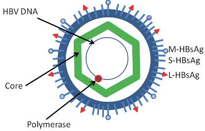 The structure of hepatitis B virus