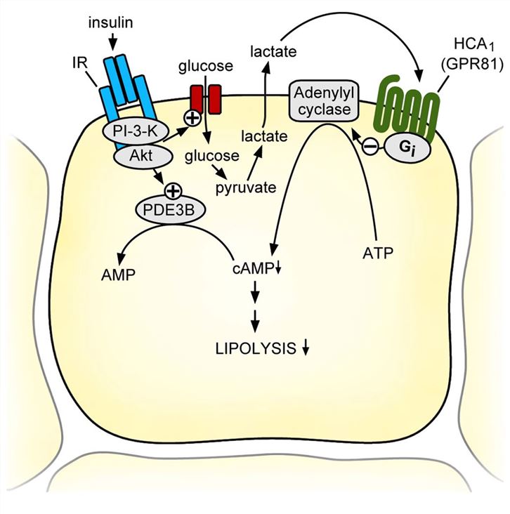 Model of the physiological function of the HCA1 receptor.