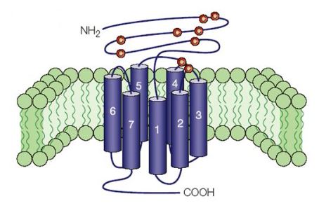 Structure of G protein-coupled receptors membrane protein.
