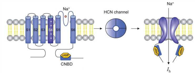 The structure of HCN channels.