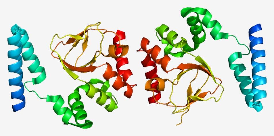 Structure of Potassium/sodium hyperpolarization-activated cyclic nucleotide-gated channel 2.