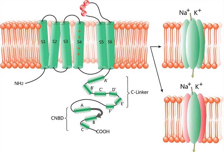 Structure of potassium/sodium hyperpolarization-activated cyclic nucleotide-gated channel 3.