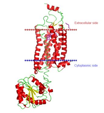 Structure of HCRTR1 membrane protein.