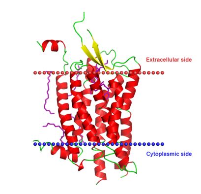 Structure of HCRTR2 membrane protein.
