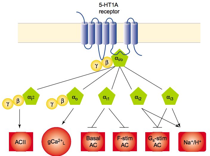 Gα-specific signaling of the 5-HT1A receptor.