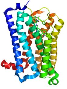 Structure of 5-HT1B membrane protein.
