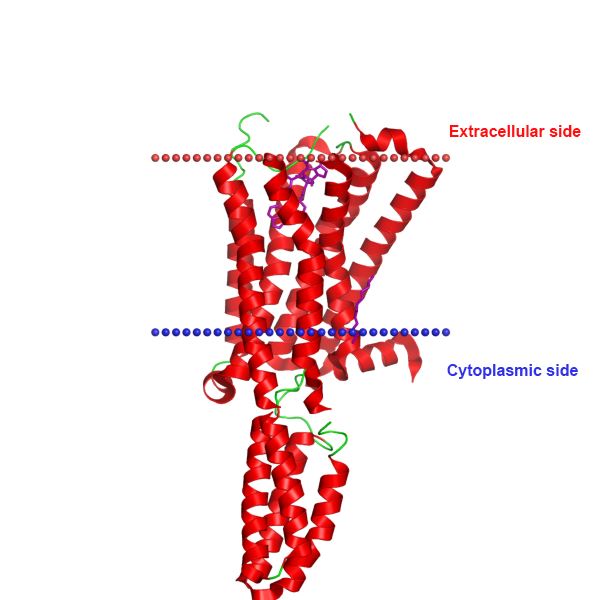 Structure of HTR1D membrane protein.