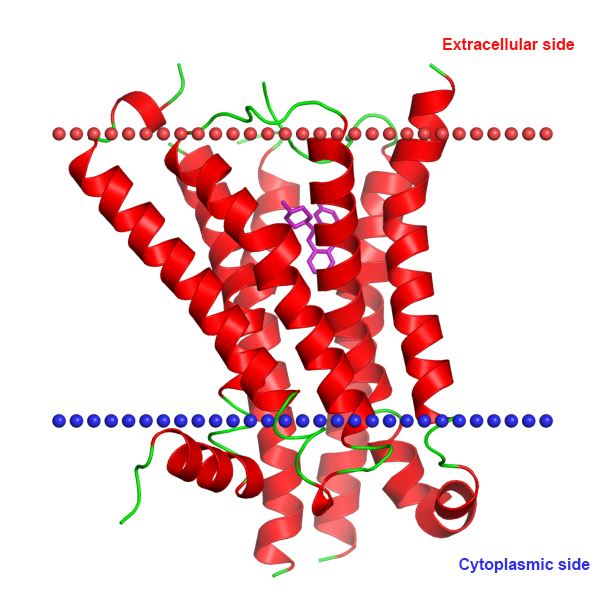 Structure of 5-HT1E membrane protein.