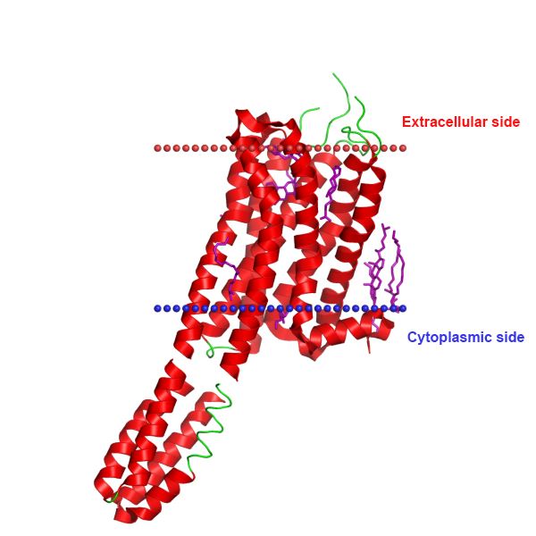 Structure of 5-HT2B membrane protein.