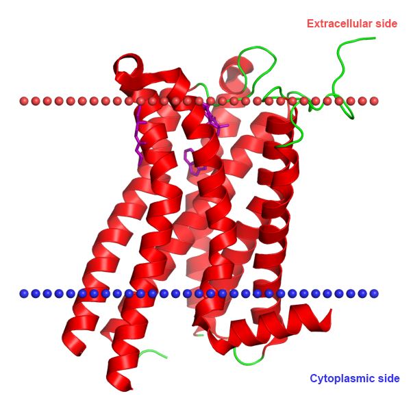 Structure of HTR2C membrane protein.
