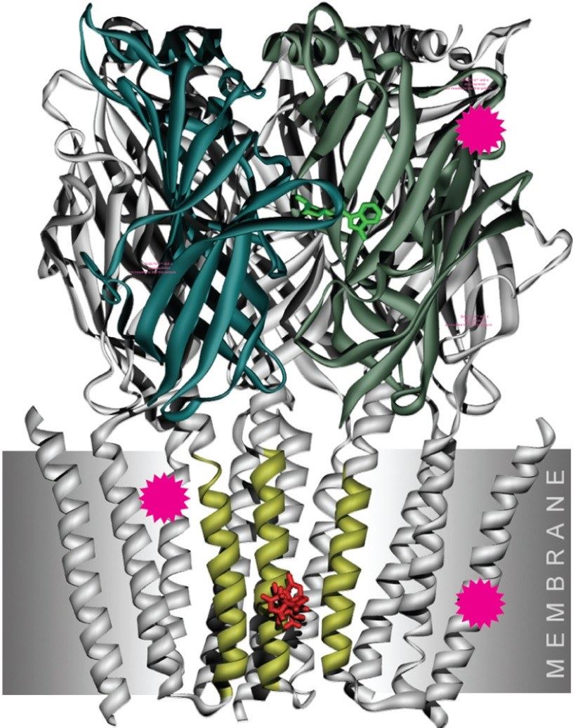 5-HT3 receptor binding sites.