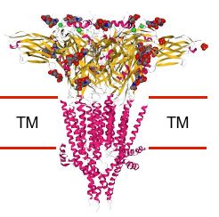 Structure of mouse 5-HTR3B membrane protein.