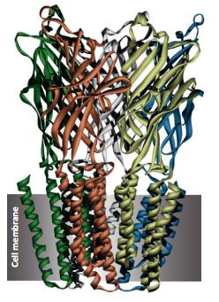 Ligand binding sites in the 5-hydroxytryptamine3 receptor.