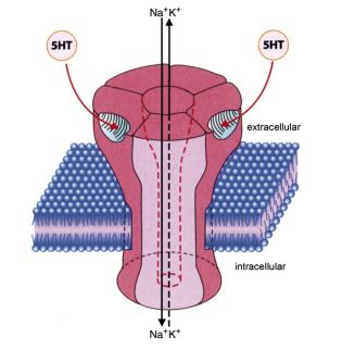 The pentameric structure of the 5-HT3 receptor.