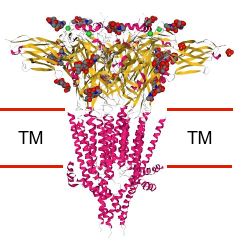 The mouse 5-HTR3 receptor as determined by X-ray crystallography.