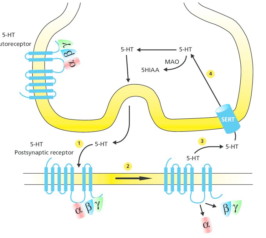Schematic representation of serotonin (5-HT) in the terminal and synapse.