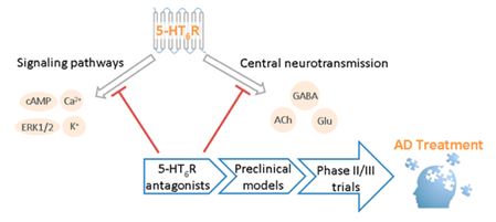 HTR6 has been proposed as a promising drug target for cognition enhancement in AD. 