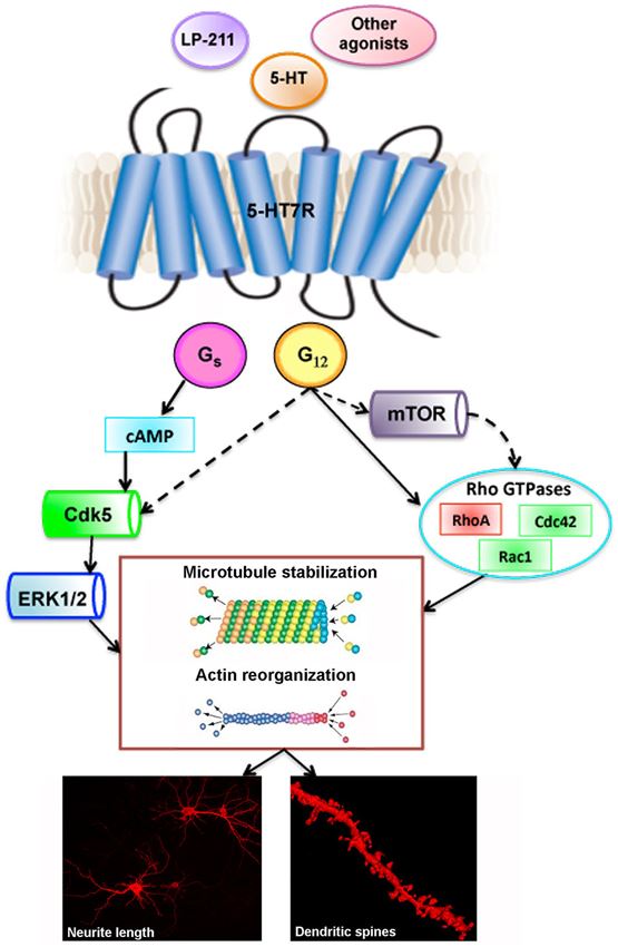 Stimulation of HTR7: schematic drawing of signaling pathways and downstream effectors leading to remodeling of neuronal morphology conservation.
