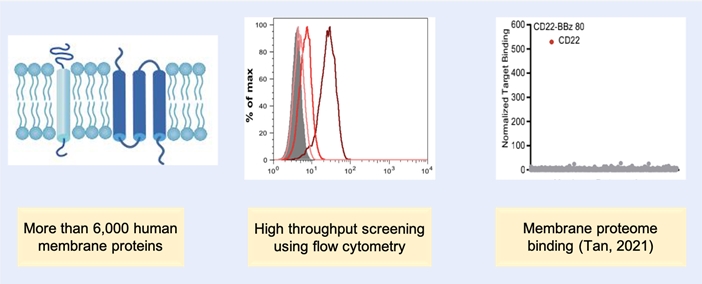 High Throughput Membrane Protein Array Screening Services 2