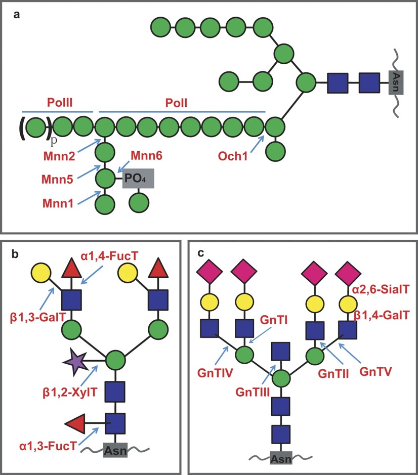 Fig.1 Structures of N-glycans different proteins. (Wang, et al., 2017)