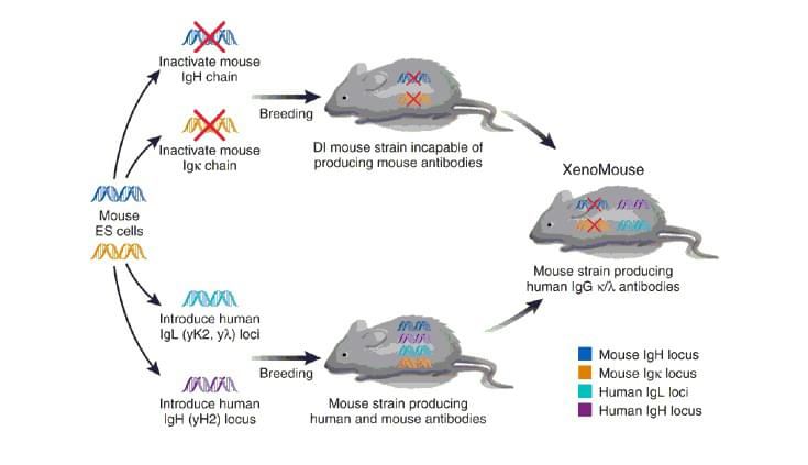 chains) into the mouse germlines with inactivated/disrupted