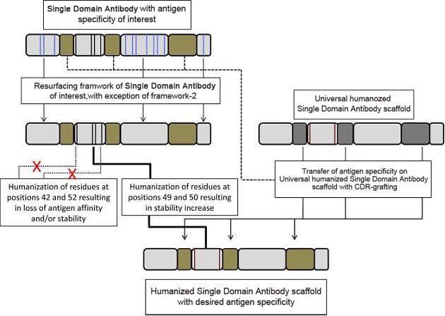 Human or Humanized single domain antibody Production Services