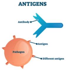 Hybridoma Antigen Preparation Overview