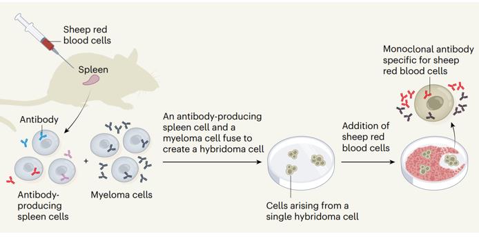 The production of monoclonal antibodies by hybridoma technology.