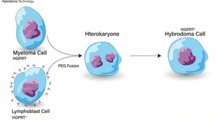 Hybridoma Cell Screening Overview