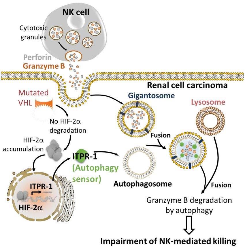 HIF-2α induces the expression of the autophagy sensor ITPR1 leading to the impairment of NK-mediated renal cell carcinoma killing.