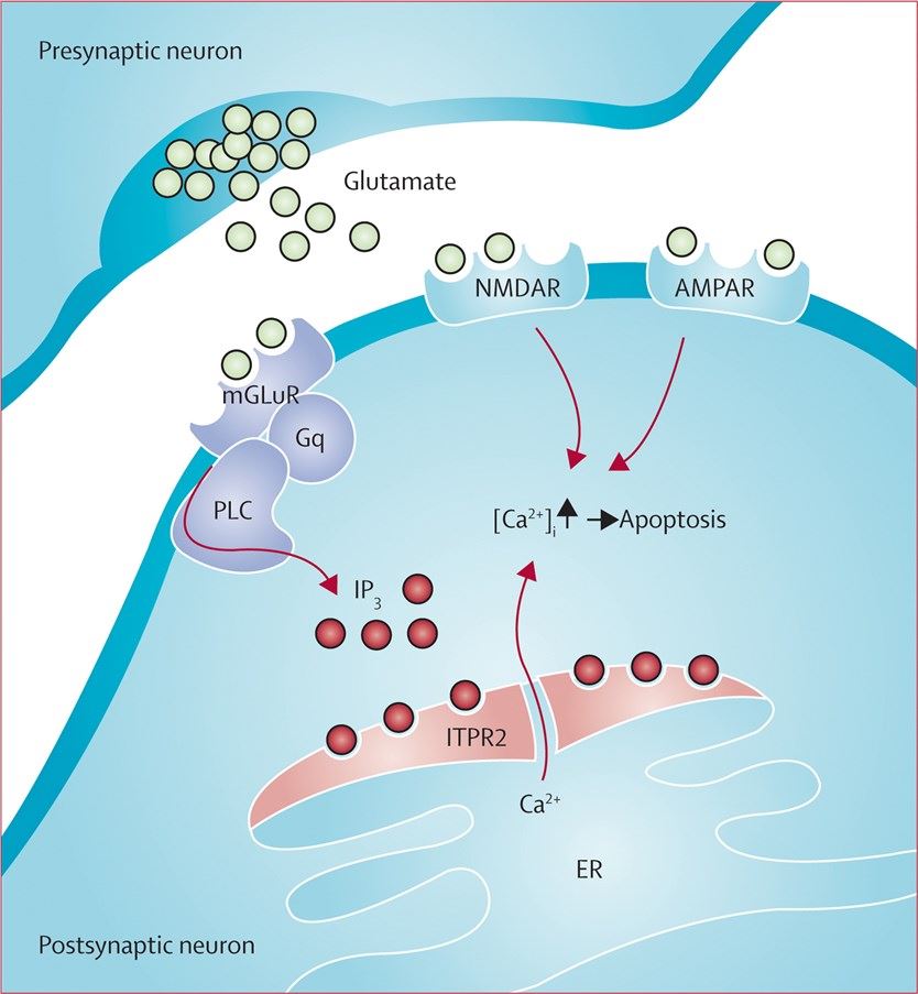 Pathway by which ITPR2 might contribute to cell death.