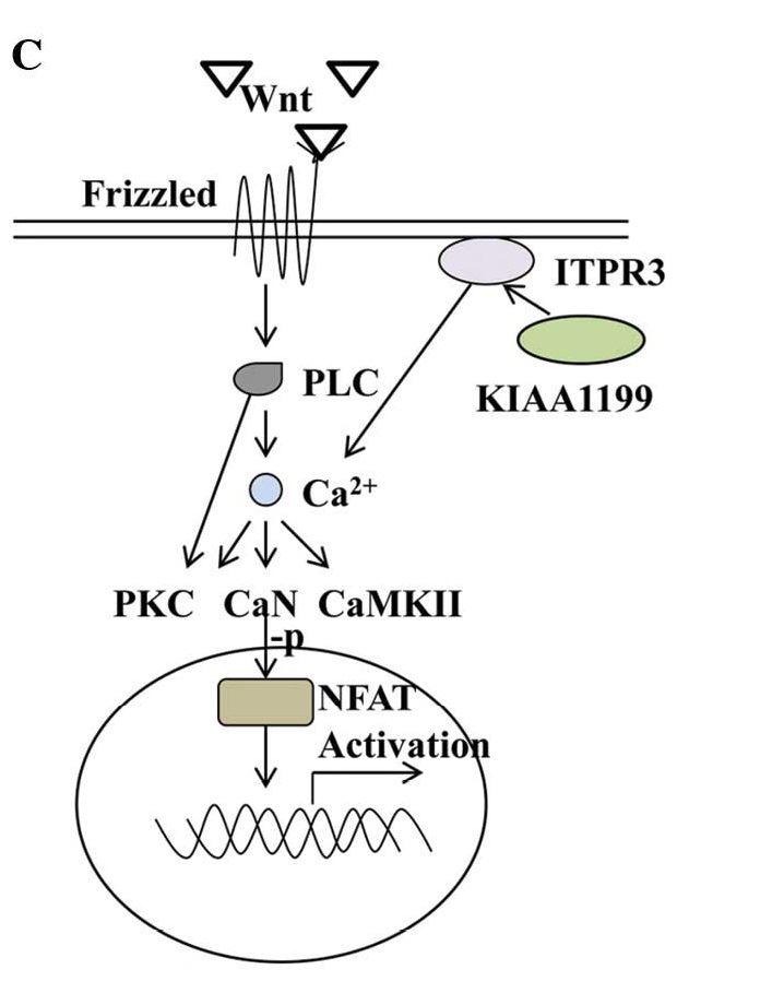 ITPR2 functions in Wnt/Ca2+ signaling.