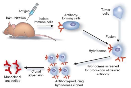 Production of monoclonal antibodies by the hybridoma method. After immunization, antibody-producing B-cells are fused with malignant B myeloma cells to generate immortalized hybridoma cells. The hybridoma cells are screened to identify individuals that secrete antibodies with desired specificities, and cells of interest can be amplified by clonal expansion and maintained indefinitely as cell lines that produce a unique monoclonal antibody.