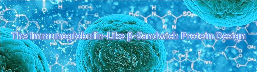 The Immunoglobulin-Like β-Sandwich Protein Design.