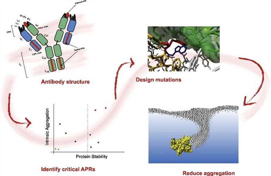 Prediction and reduction of the aggregation of mAbs. 