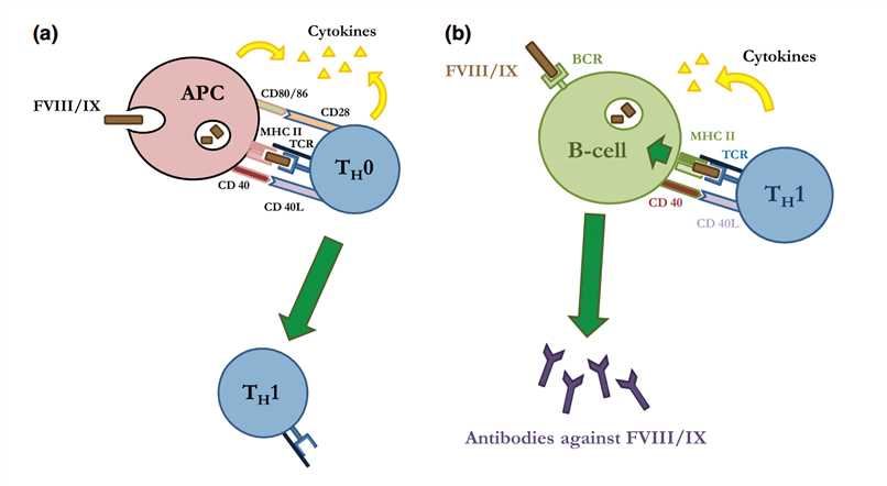 Principles of the immune response to exogenous FVIII and FIX.