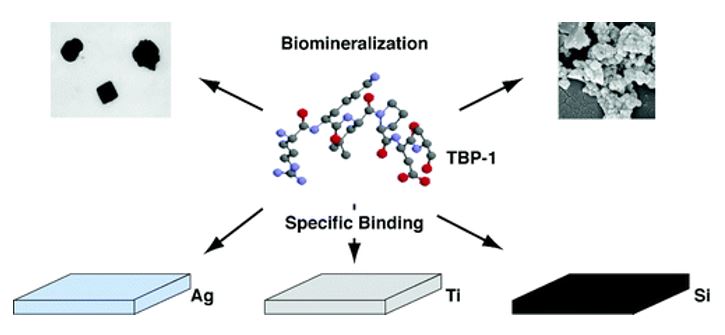 Specificity and Biomineralization Activities of Ti-Binding Peptide-1 (Sano et al. 2005). 