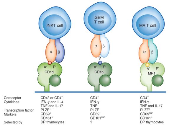 Comparison of T cell populations with a limited α-chain diversity (Kronenberg & Zajonc 2013).