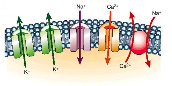 Illustration of channel proteins.